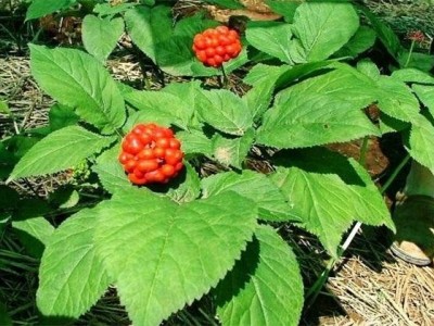 楚雄西洋参种植基地供应5吨图5