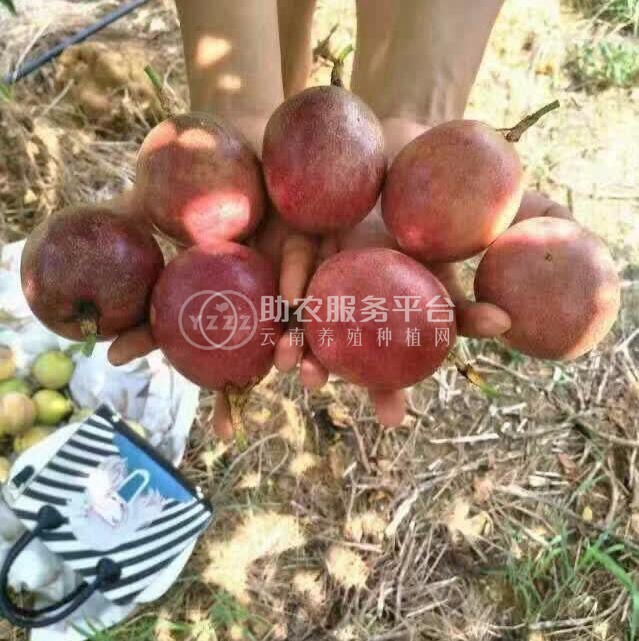 曲靖宣威市玉百香果种植中心 供应量11吨图1