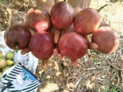 丽江万田科技百香果种植基地供应8吨