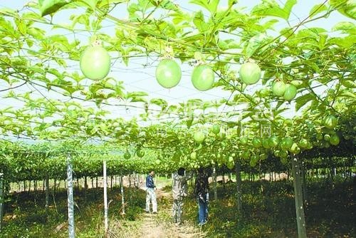 曲靖宣威市玉百香果种植中心 供应量11吨图5