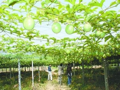 曲靖宣威市玉百香果种植中心 供应量11吨图5