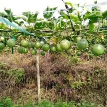 曲靖宣威市玉百香果种植中心 供应量11吨图4