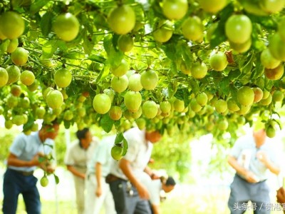 曲靖宣威市玉百香果种植中心 供应量11吨图3