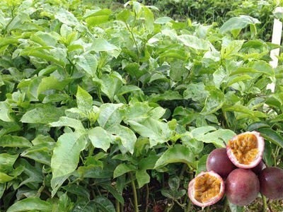 曲靖宣威市玉百香果种植中心 供应量11吨图2