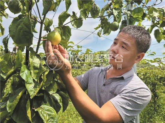 丽江万田科技百香果种植基地供应8吨图8