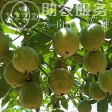 丽江万田科技百香果种植基地供应8吨图9