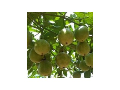 丽江万田科技百香果种植基地供应8吨图9