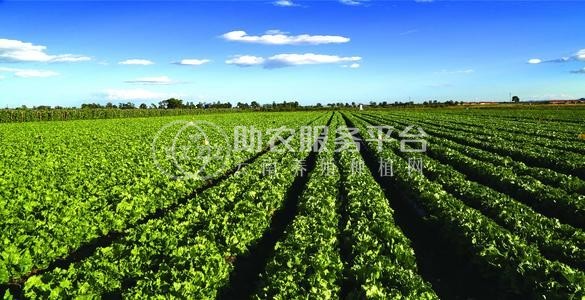 临沧蔬菜种植基地供应量7吨图1