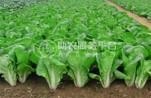 临沧蔬菜种植基地供应量7吨图5