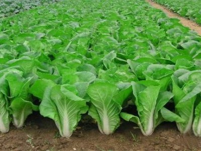 临沧蔬菜种植基地供应量7吨图5