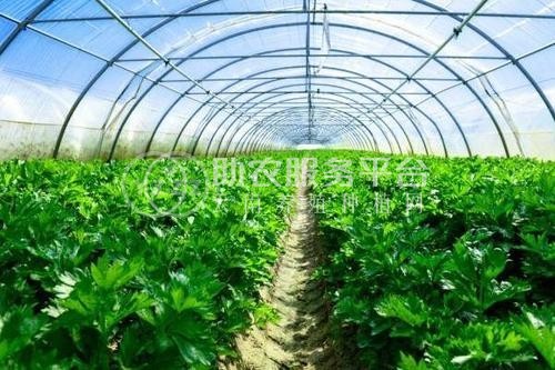 临沧蔬菜种植基地供应量7吨图8
