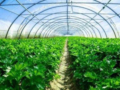 临沧蔬菜种植基地供应量7吨图8