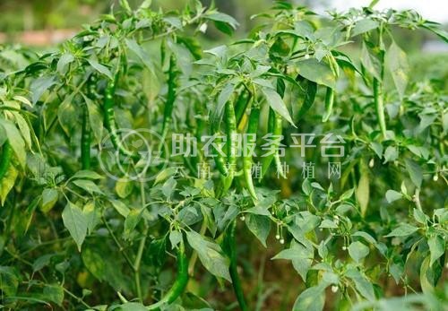 临沧蔬菜种植基地供应量7吨图2