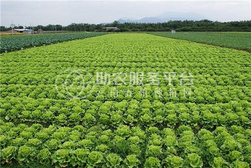 临沧蔬菜种植基地供应量7吨图4