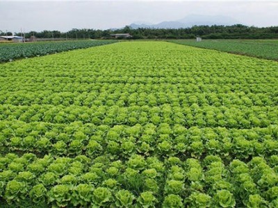 临沧蔬菜种植基地供应量7吨图4