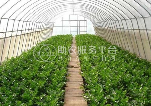 临沧蔬菜种植基地供应量7吨图3