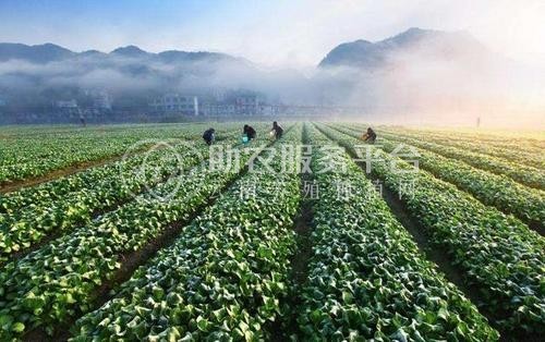 临沧蔬菜种植基地供应量7吨图6