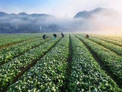 临沧蔬菜种植基地供应量7吨图6