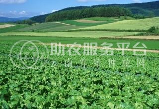 临沧蔬菜种植基地供应量7吨图7