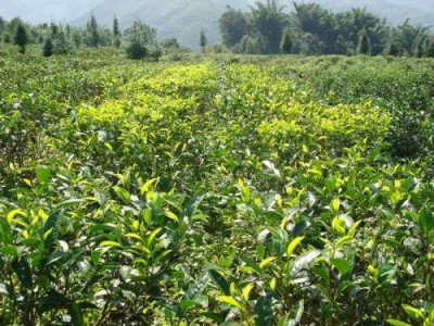 临沧茶叶种植基地供应量7吨图3
