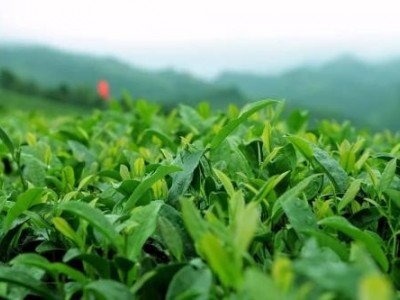 临沧茶叶种植基地供应量7吨图4
