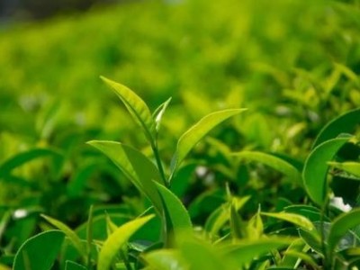 临沧茶叶种植基地供应量7吨