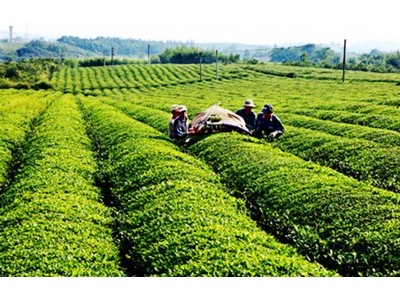 临沧茶叶种植基地供应量7吨图9