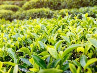 临沧茶叶种植基地供应量7吨图6