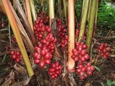 临沧草果种植基地供应量8吨
