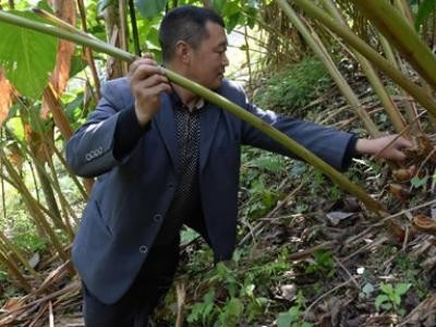 临沧草果种植基地供应量8吨图2