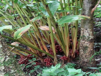 临沧草果种植基地供应量8吨图4