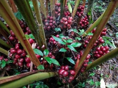 临沧草果种植基地供应量8吨图6