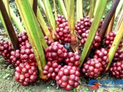 临沧草果种植基地供应量8吨图5