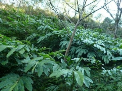 临沧草果种植基地供应量8吨图3