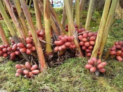临沧草果种植基地供应量8吨图7