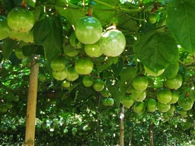 丽江红方苹果种植基地供应量5吨图8