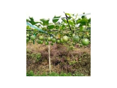 丽江红方苹果种植基地供应量5吨图9