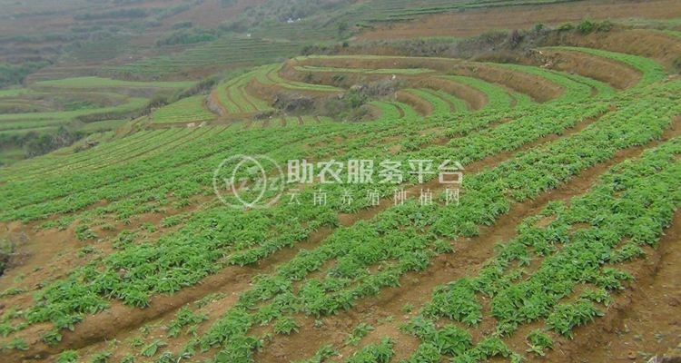 楚雄太子参种植基地供应5吨图3