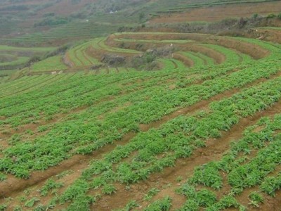 楚雄太子参种植基地供应5吨图3