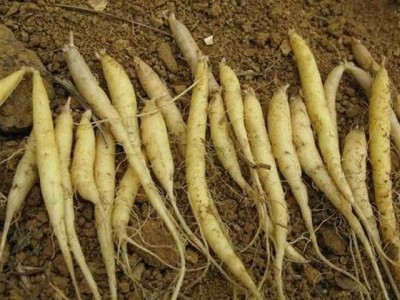 楚雄太子参种植基地供应5吨图5