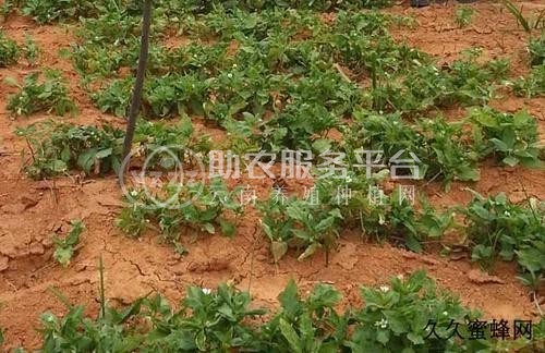 楚雄太子参种植基地供应5吨图6