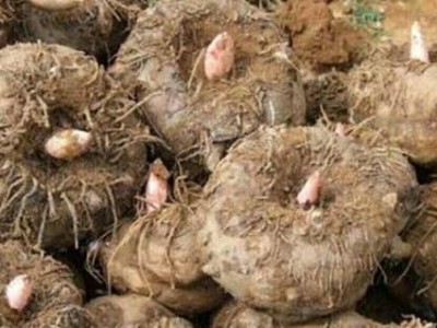 临沧魔芋种植基地供应量8吨图7