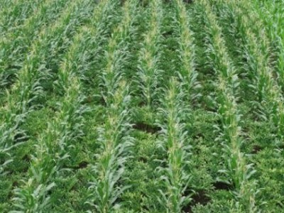 临沧魔芋种植基地供应量8吨图9