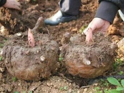 临沧魔芋种植基地供应量8吨图4