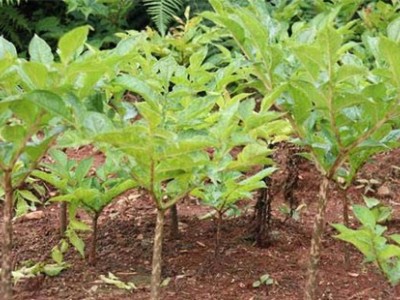 临沧魔芋种植基地供应量8吨