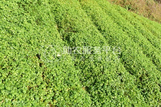 丽江拾月茶叶种植基地供应量4吨图2