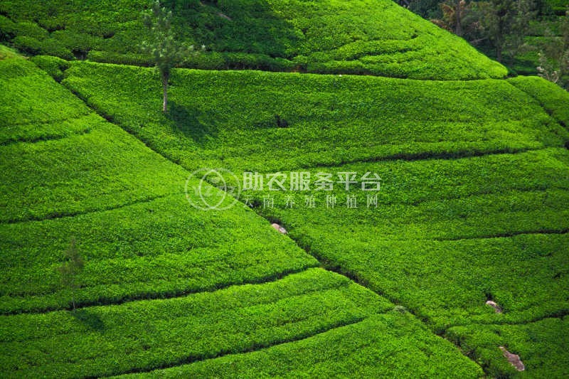丽江拾月茶叶种植基地供应量4吨图3