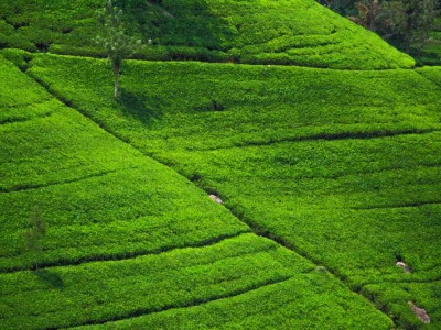 丽江拾月茶叶种植基地供应量4吨图3