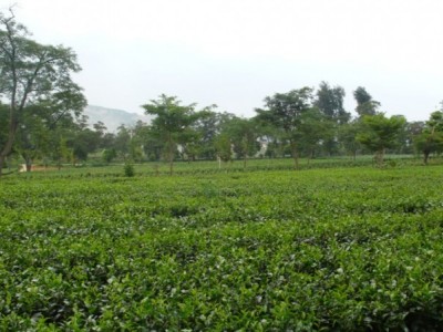 丽江拾月茶叶种植基地供应量4吨图4