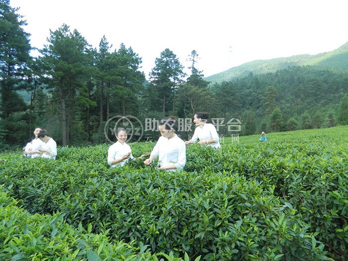 丽江拾月茶叶种植基地供应量4吨图5